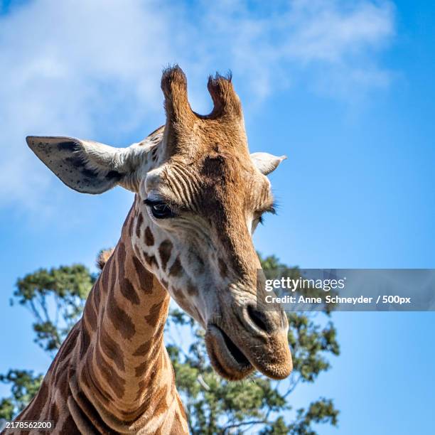 low angle view of giraffe against sky - talking giraffe stock pictures, royalty-free photos & images
