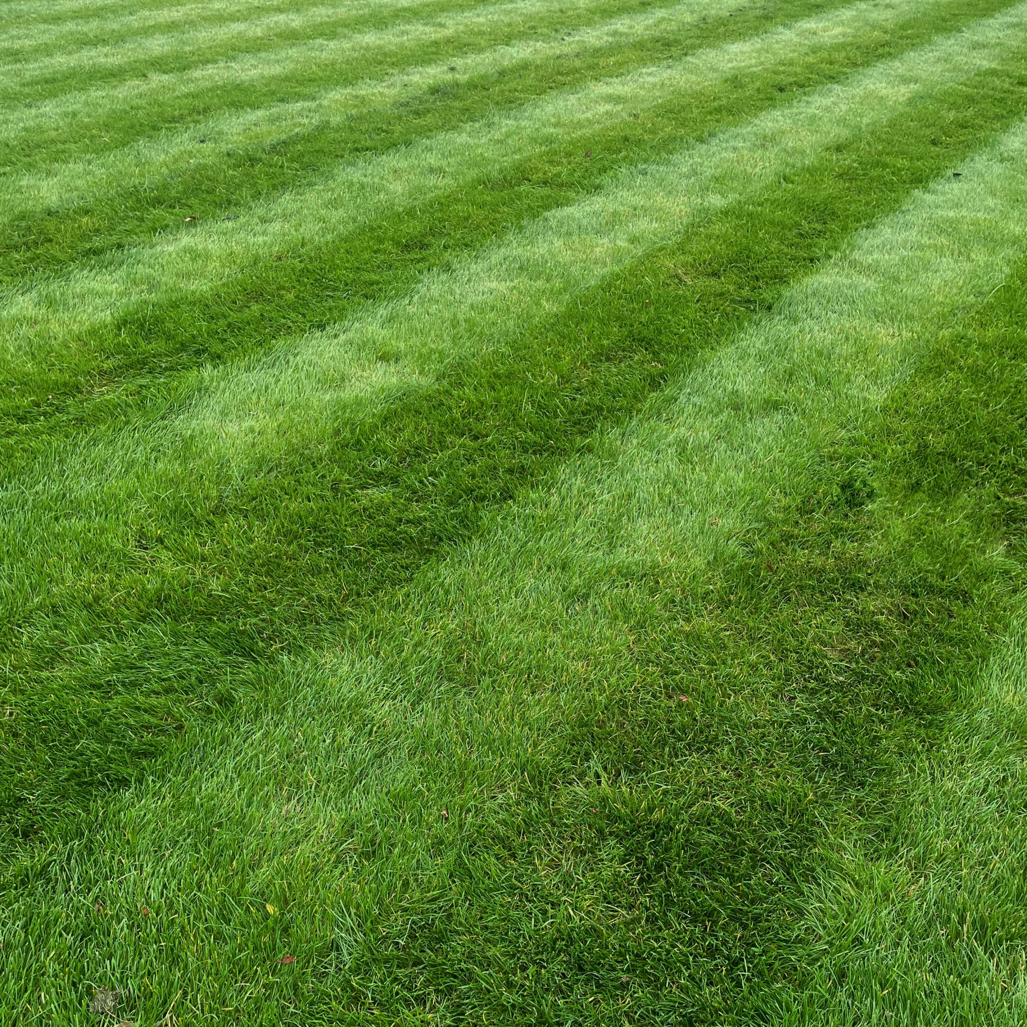 green lawn