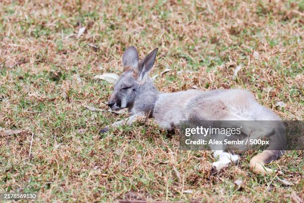 Rabbit Qld 93 Wild Rabbit Australia Stock Photos, High-Res Pictures, and Images ...