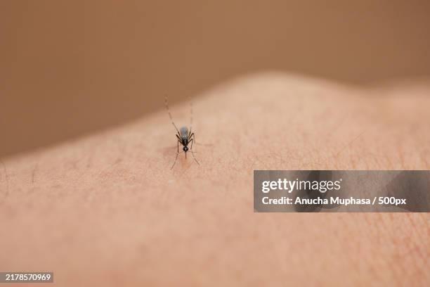 close-up view of mosquito sucking blood on skin - succhiare il sangue foto e immagini stock