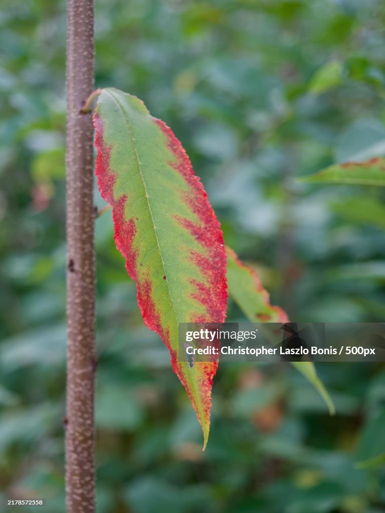 Black cherry leaves in autumn Prunus serotina,Wellesley,Massachusetts,United States,USA
