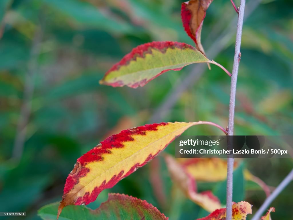 Black cherry leaves in autumn Prunus serotina,Wellesley,Massachusetts,United States,USA