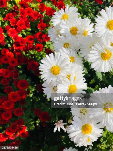 high angle view of white daisy flowers,georgia - rupali stock pictures, royalty-free photos & images
