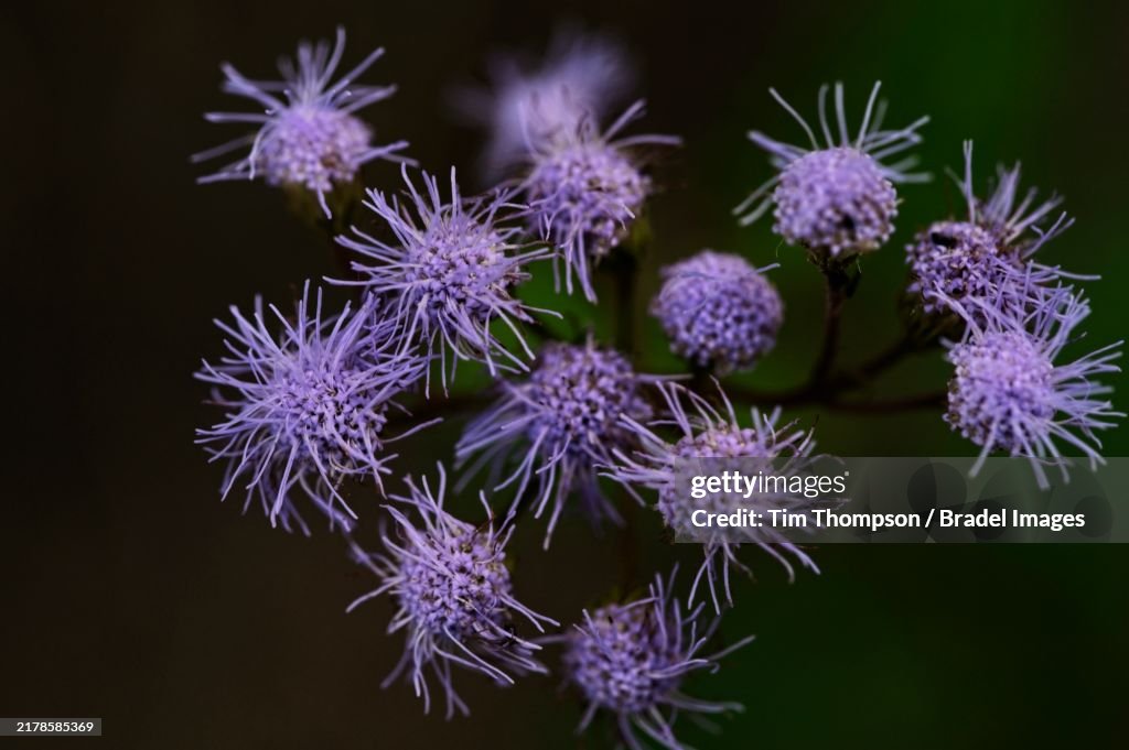 Blue Mist Flower