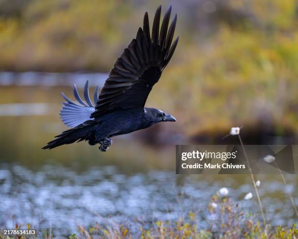 Ri Raven 1,741 Ravens In Flight Stock Photos, High-Res Pictures, and Images ...