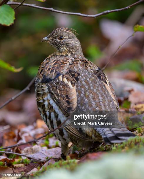 Grouse Ruffle 225 Ruffed Grouse Stock Photos, High-Res Pictures, and Images - Getty ...