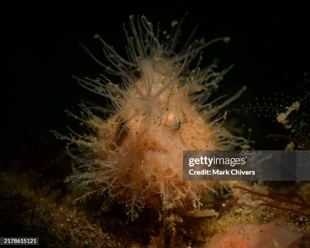 hairy frogfish - cabeludo imagens e fotografias de stock