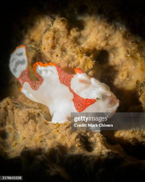 painted frogfish - frogfish stock pictures, royalty-free photos & images