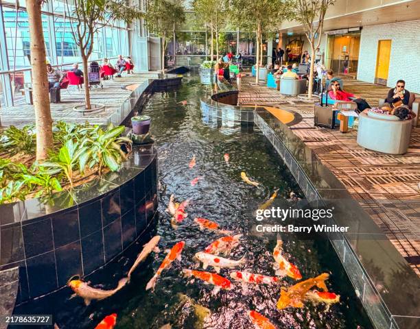 people sitting in chairs near reflecting pool with koi at changi airport, singapore - changi airport stock pictures, royalty-free photos & images