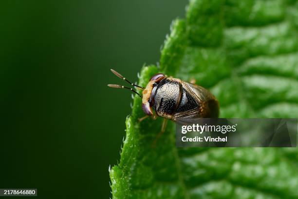 Barraya Insect 45 Big Eyed Bug Stock Photos, High-Res Pictures, and Images - Getty Images
