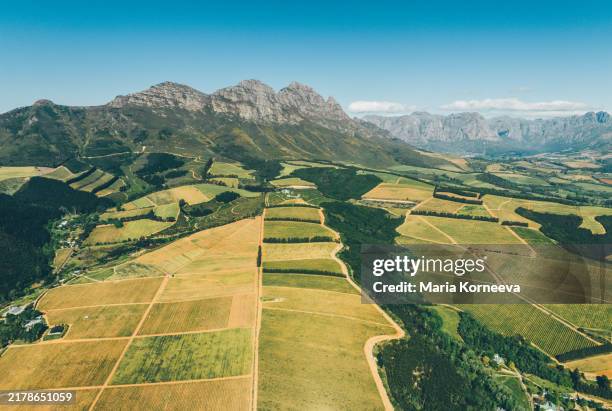 stellenbosch vineyards, south africa. - organic farm stock pictures, royalty-free photos & images