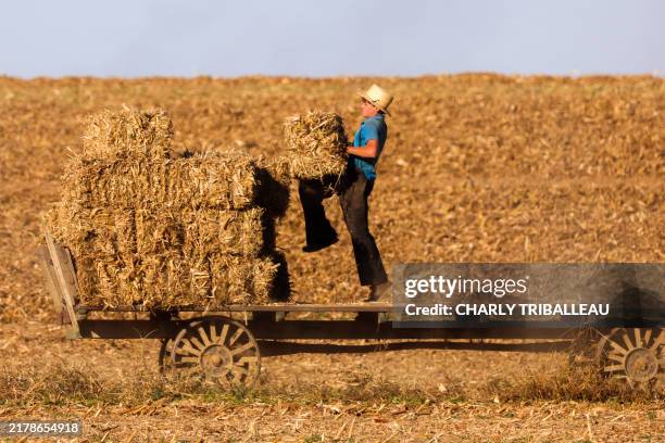 Young Amish man stacks straw bales on a trailer in Strasburg, Pennsylvania, on October 19, 2024.