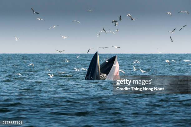 bryde's whale, eden's whale, eating fish at gulf of thailand. - blauwe vinvis stockfoto's en -beelden