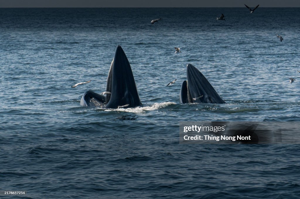 Bryde's whale, Eden's whale, Eating fish at gulf of Thailand.