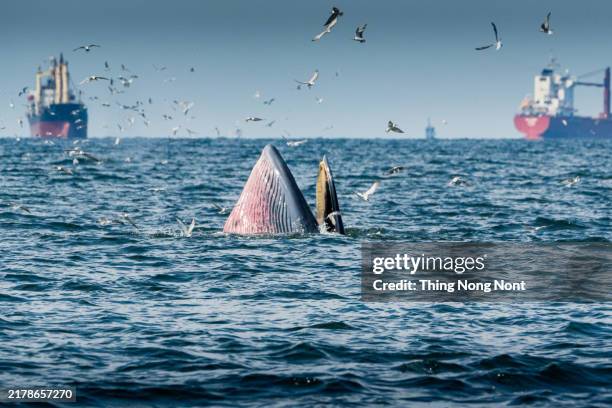 bryde’s whale or eden's whale of thailand - indian ocean stock pictures, royalty-free photos & images