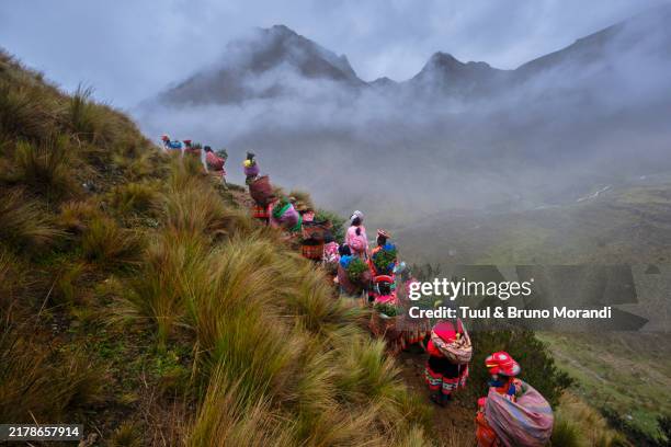 peru, province of cuzco, reforestation of the andes by quechua communities - cultura peruana fotografías e imágenes de stock
