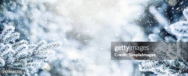 pine tree branches covered frost. winter or christmas panoramic banner with copy space. - blizzard stock pictures, royalty-free photos & images