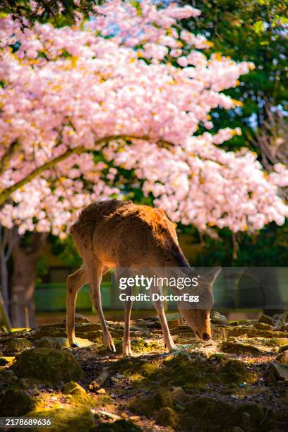sika deer with pink sakura trees background in spring at nara park, nara, japan - famille du cerf photos et images de collection