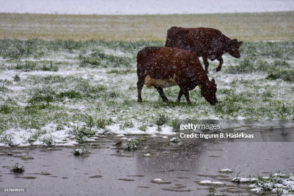 Two cows grazing in snowy weather by a puddle. Little bird in the puddle.