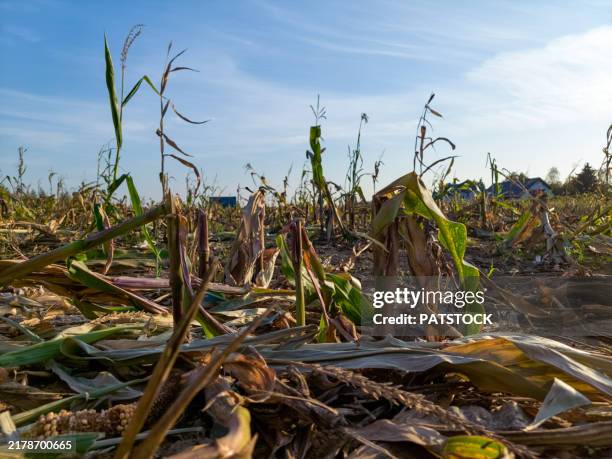 a corn field trampled by wild boars. - corn crop damage stock pictures, royalty-free photos & images