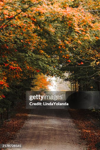 Country Road in Autumn Country Road in Autumn
