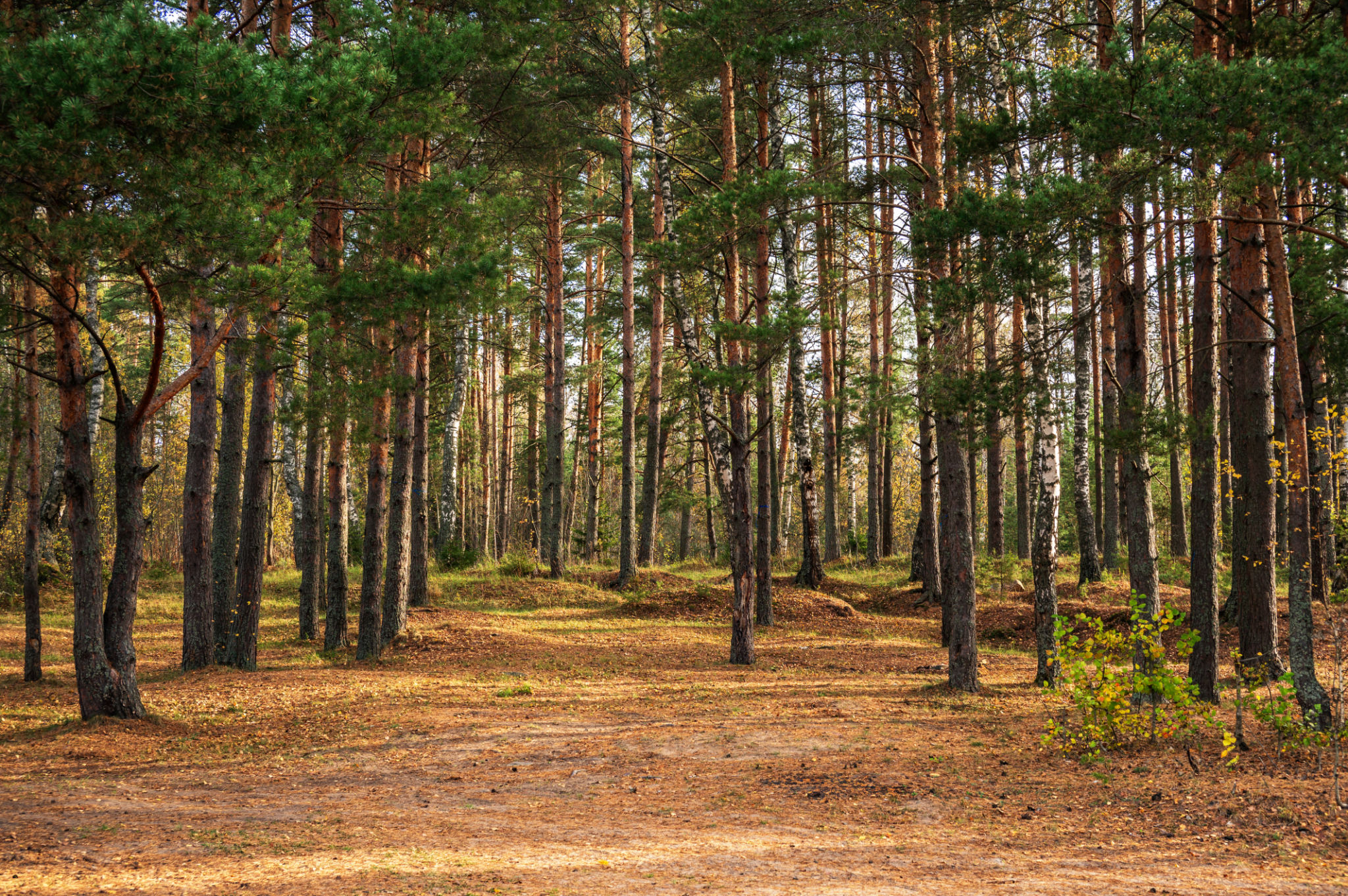 Autumn landscape with pine forest, tree trunks illuminated by sunlight. Autumn landscape with pine forest, tree trunks illuminated by sunlight.