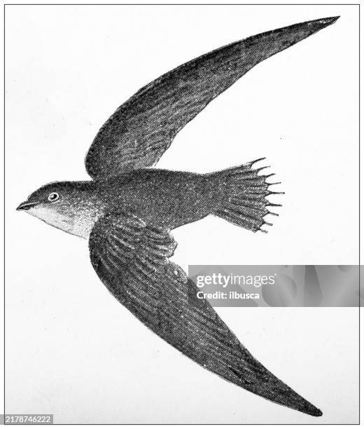 antique image: bird, chimney swift - chimney swift stock illustrations