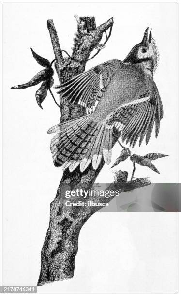 antique image: bird, blue jay - blue jay flying stock illustrations