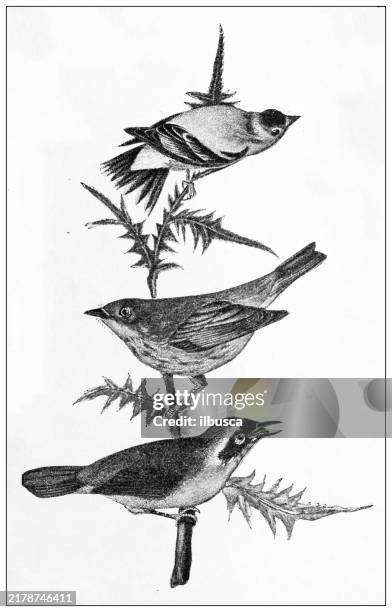 antique image: bird, american goldfinch, yellow warbler, maryland yellow throat - american goldfinch stock illustrations