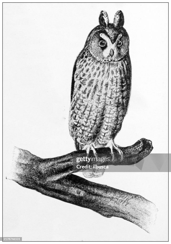 Antique image: Bird, Long Eared Owl