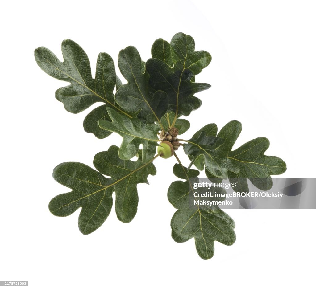 Closeup of Garry Oak tree branch with an acorn and leaves isolated on white