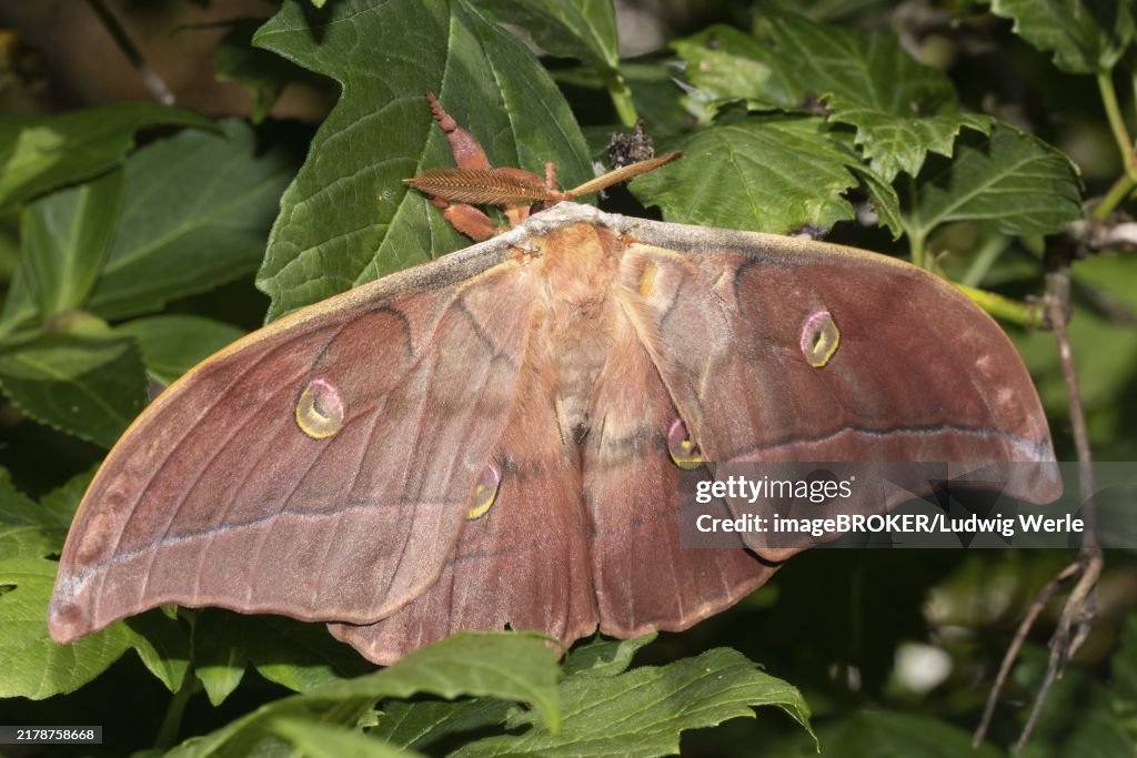 Japanese oak silk moth moth with open wings hanging on green leaves from behind