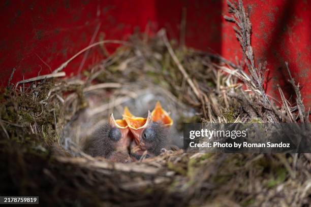 small wagtail chicks in nest waiting to be fed - wagtail stock pictures, royalty-free photos & images