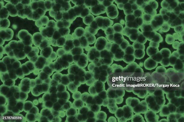 fake microorganisms. microbiology. bacteria, cells, viruses, germs, microorganisms - gone wrong stock illustrations
