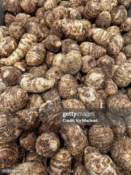 fresh taro roots - exotic tropical root vegetable - taro stock pictures, royalty-free photos & images