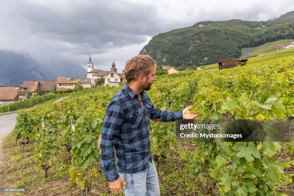 Man Inspecting Vineyard on a Cloudy Day