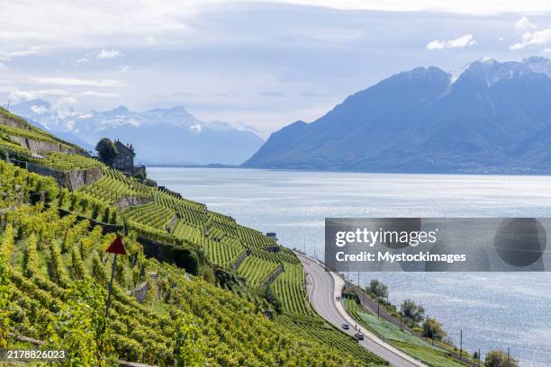 terraced vineyards overlooking a lake with snow-capped mountains - lausanne stock pictures, royalty-free photos & images
