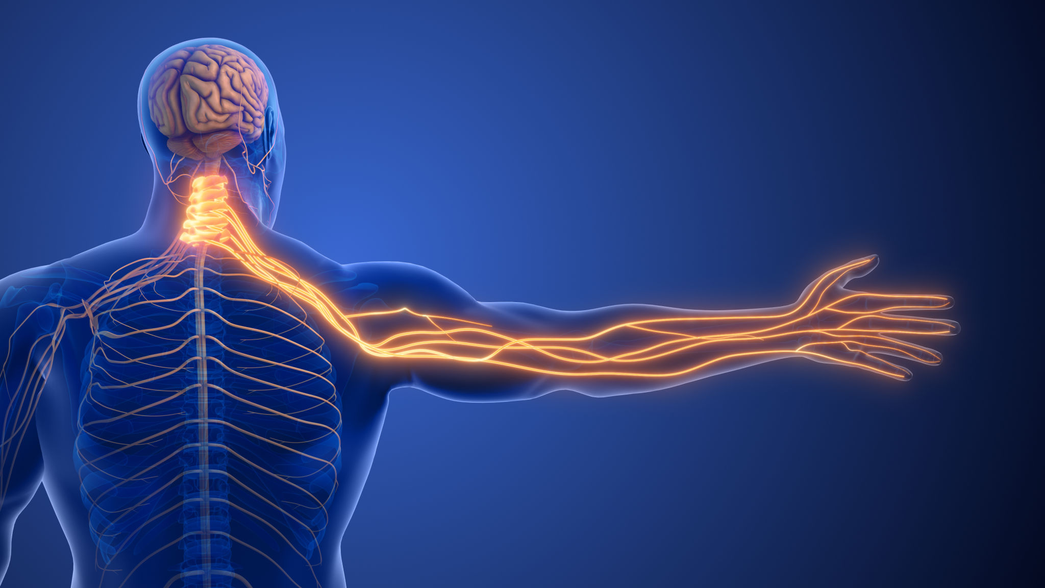 Cervical Spine Nerve Compression Causing Radiculopathy Cervical Spine Nerve Compression Causing Radiculopathy