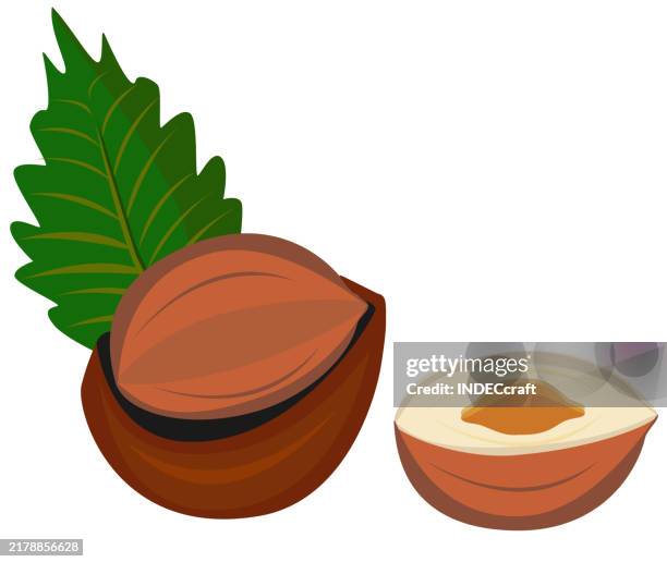 hazelnut - walnuts white background stock illustrations