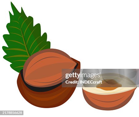 Hazelnut Hazelnut