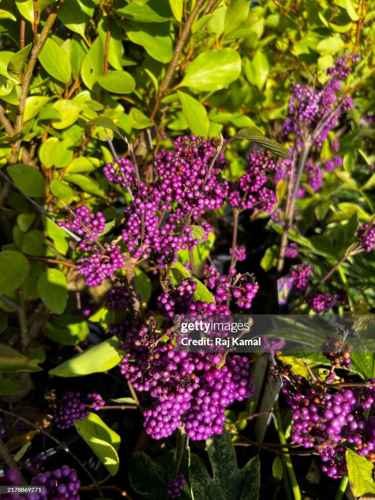 Purple berries on American Beauty berry (Callicarpa Americana )shrub in close up