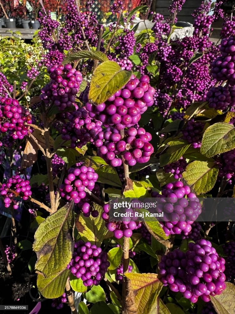 Purple berries on American Beauty berry (Callicarpa Americana )shrub in close up