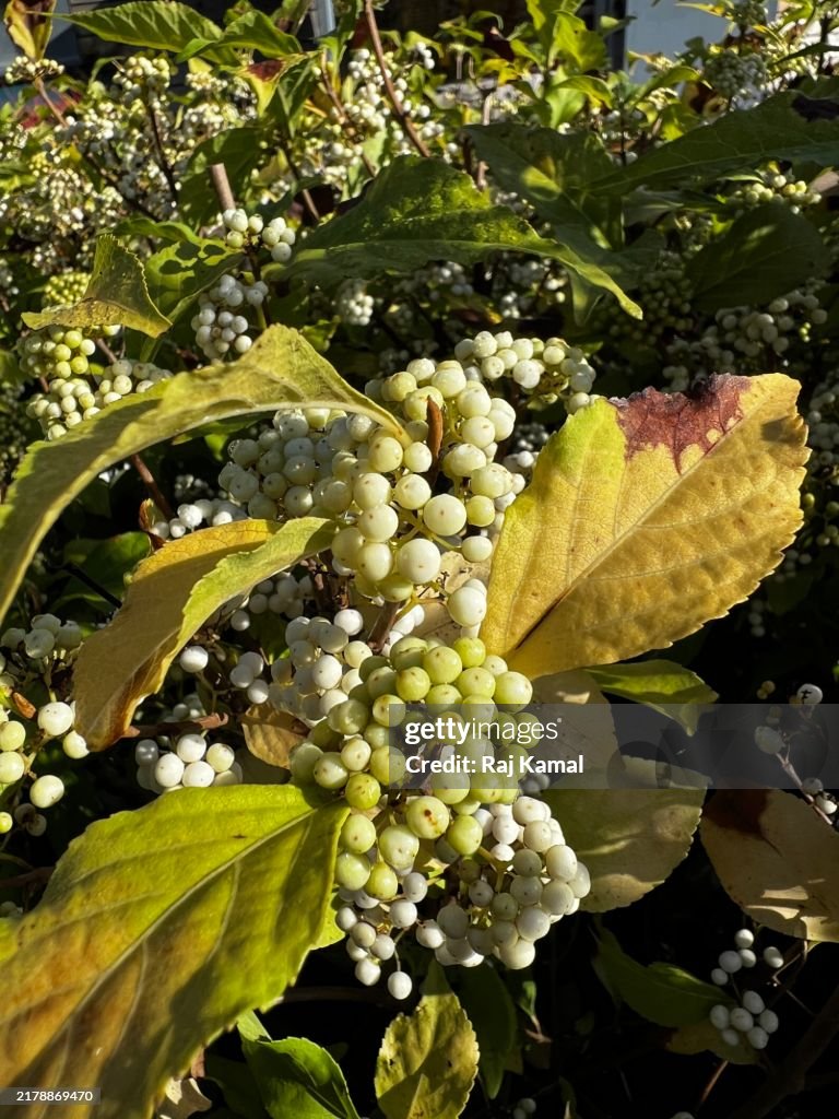 White berries on American Beauty berry (Callicarpa Americana )shrub in close up