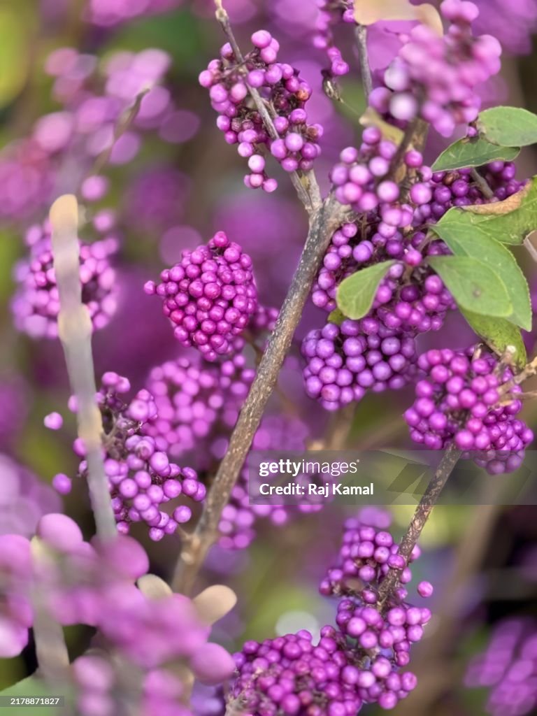 Purple berries onAmerican Beautyberry (Callicarpa Americana) in close up