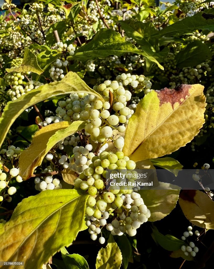 White berries on American Beautyberry (Callicarpa Americana) in close up