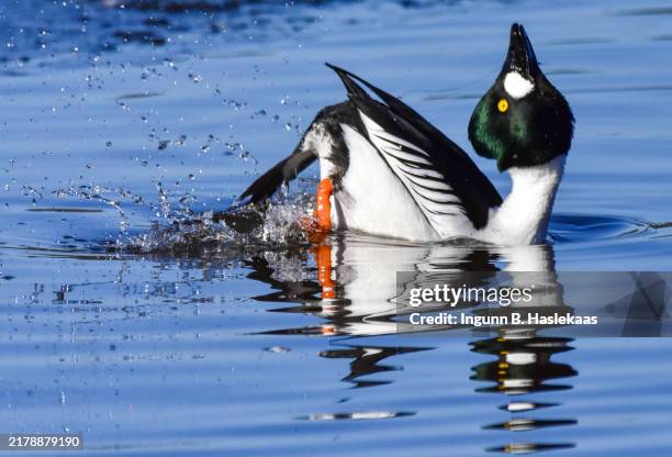 male common goldeneye in mating process. - goldeneye stock pictures, royalty-free photos & images