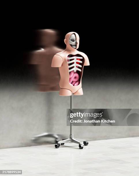 medical anatomical dummy - physiologie stock-fotos und bilder