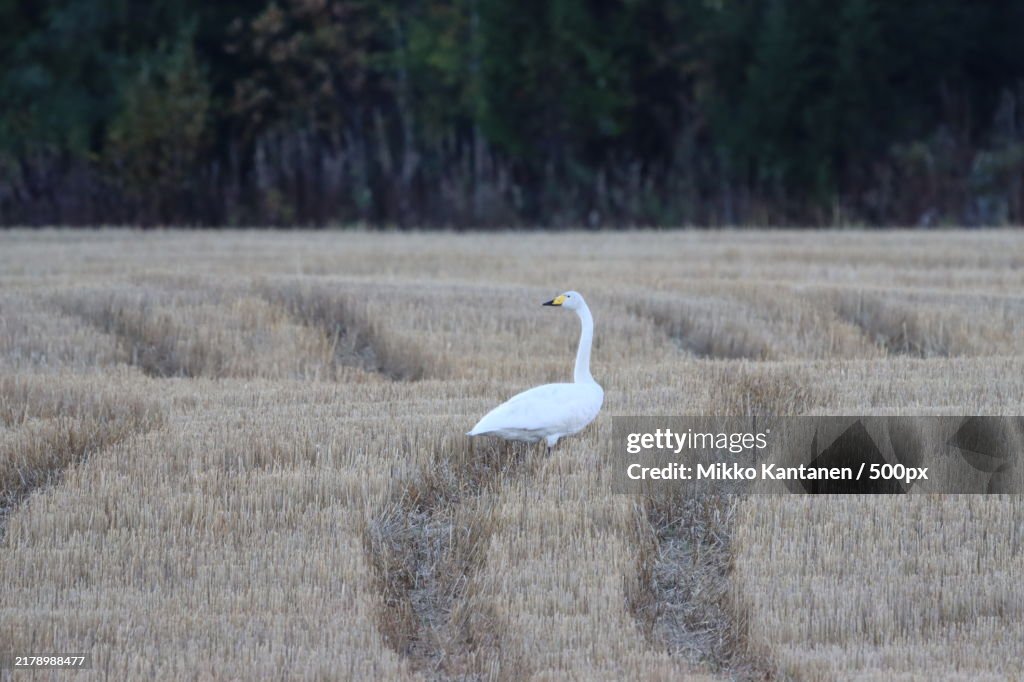 Side view of swan on field