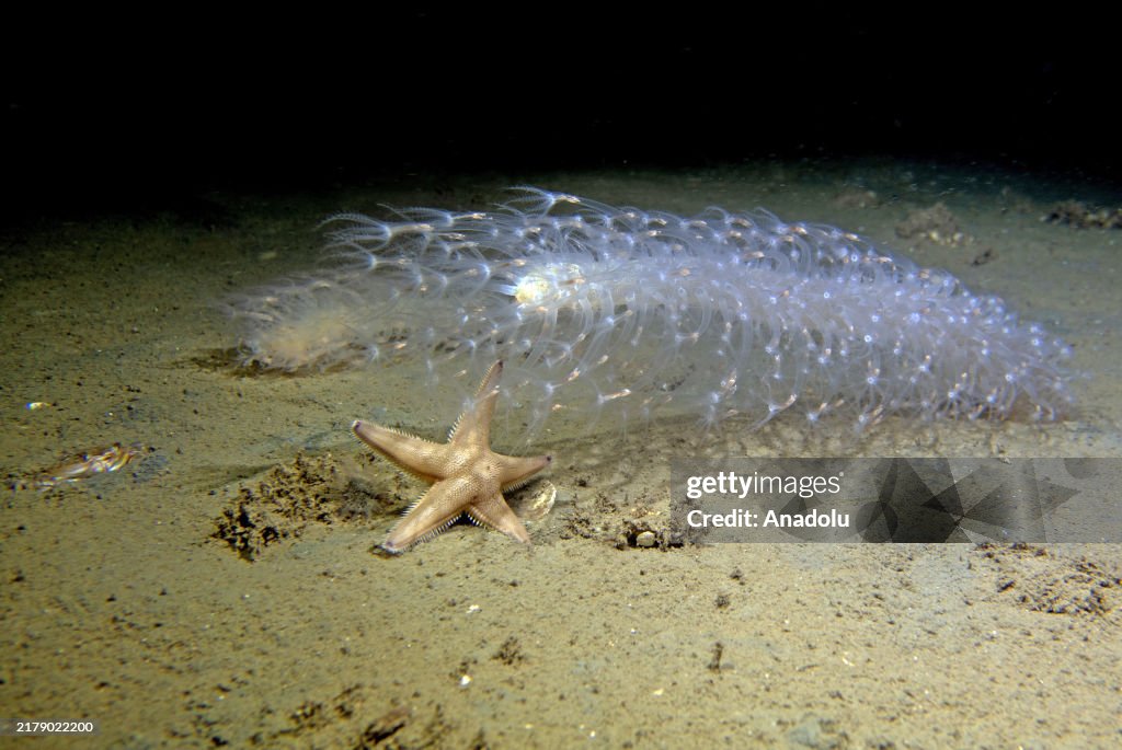Sea pens in Turkiye's Izmit Bay