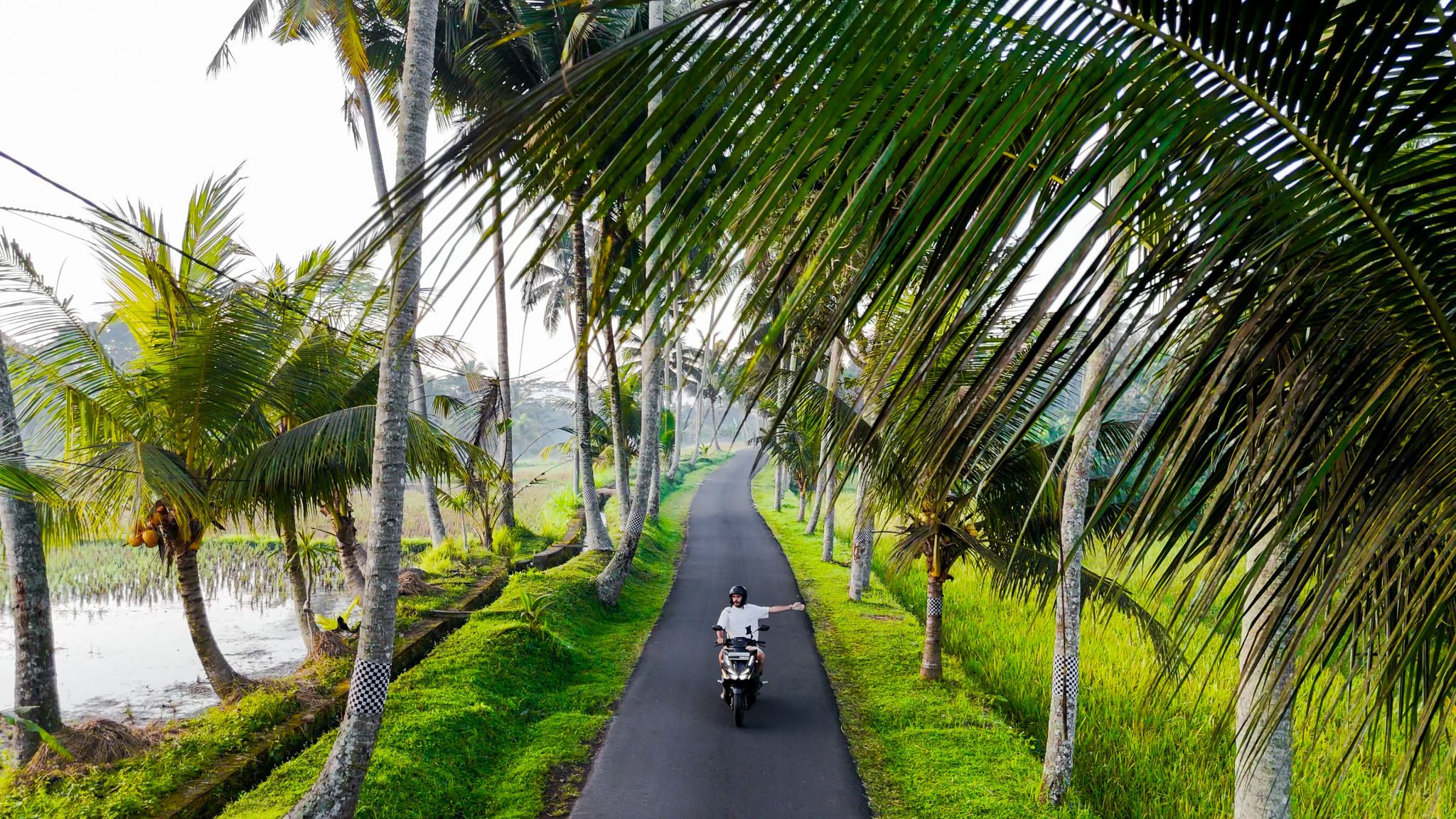 Aerial view of young man riding motorcycle on palm tree surrounded road near Bali Tibumana Waterfall, Man riding motorcycle on lush green meadow among lush palm trees, Young man exploring Bali Aerial view of young man riding motorcycle on palm tree surrounded road near Bali Tibumana Waterfall, Man riding motorcycle on lush green meadow among lush palm trees, Young man exploring Bali